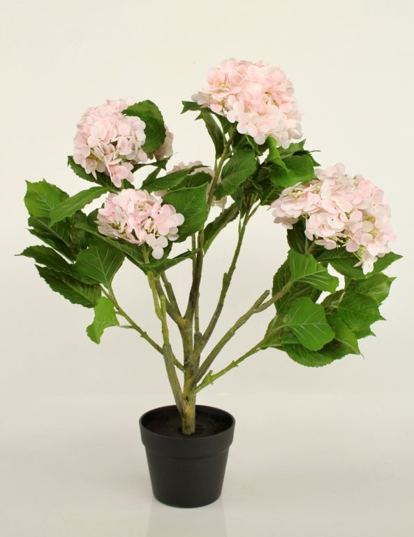 6 PINK HYDRANGEAS IN POT  70X45CM